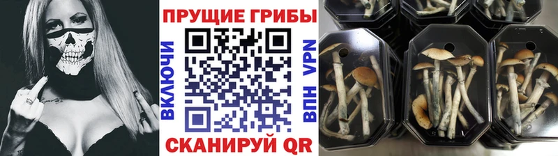 Псилоцибиновые грибы мицелий  blacksprut   Кукмор 